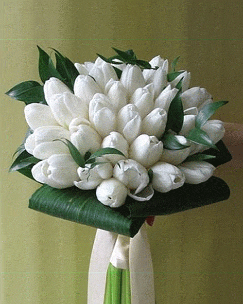 Букет из тридцати семи белых тюльпанов. Оформление - листья салала, листья аспедистры, лента.